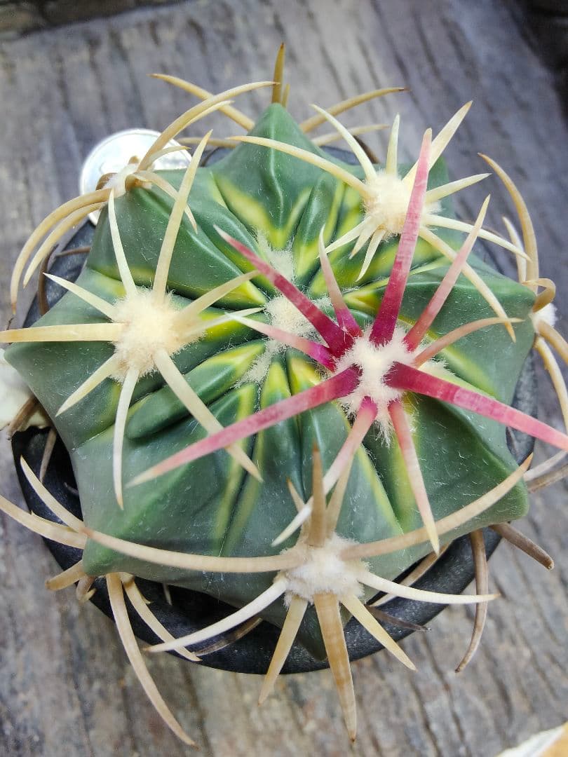 う*け様 サボテン　フェロカクタス　天城錦　H5