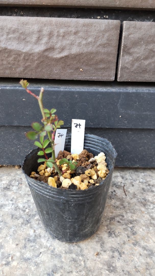 マイクロミニバラ②　みさき　追跡あり　黒ポットのまま