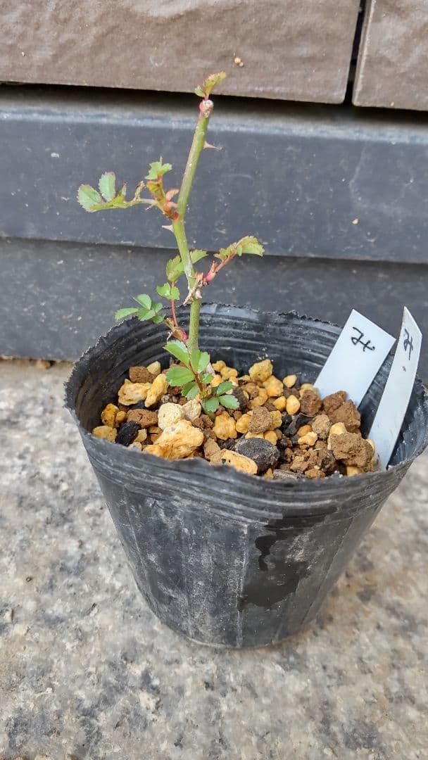 マイクロミニバラ②　みさき　追跡あり　黒ポットのまま