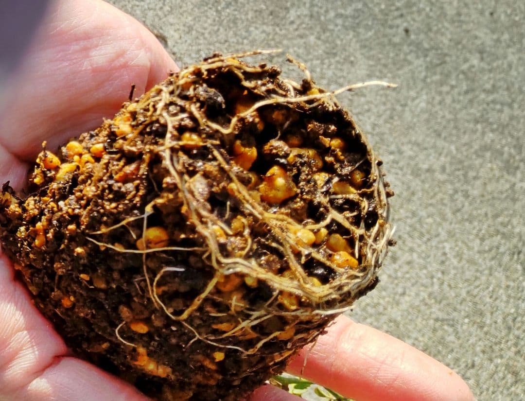 マイクロミニバラ②　みさき　追跡あり　黒ポットのまま