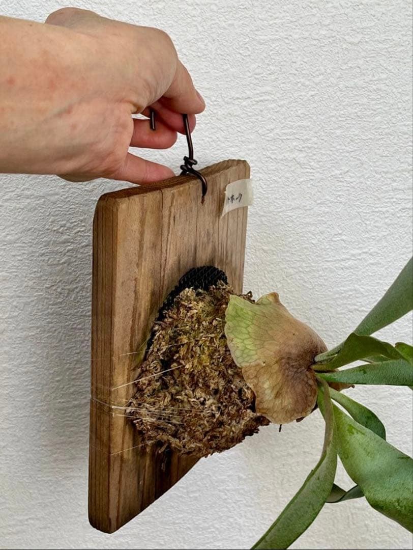 速達かメルカリ便❣️ビカクシダ　3種