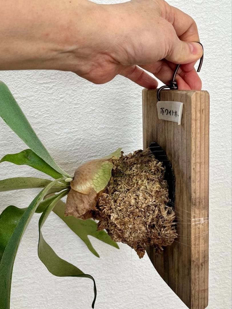 速達かメルカリ便❣️ビカクシダ　3種