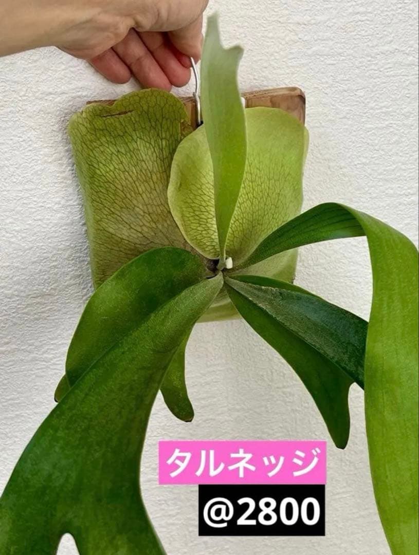 速達かメルカリ便❣️ビカクシダ　3種