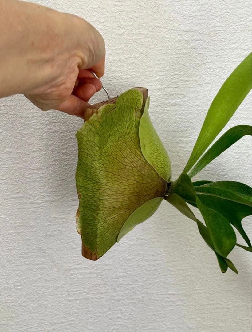 速達かメルカリ便❣️ビカクシダ　3種