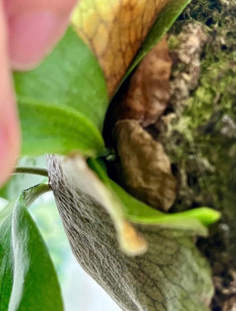 速達かメルカリ便❣️ビカクシダ　3種