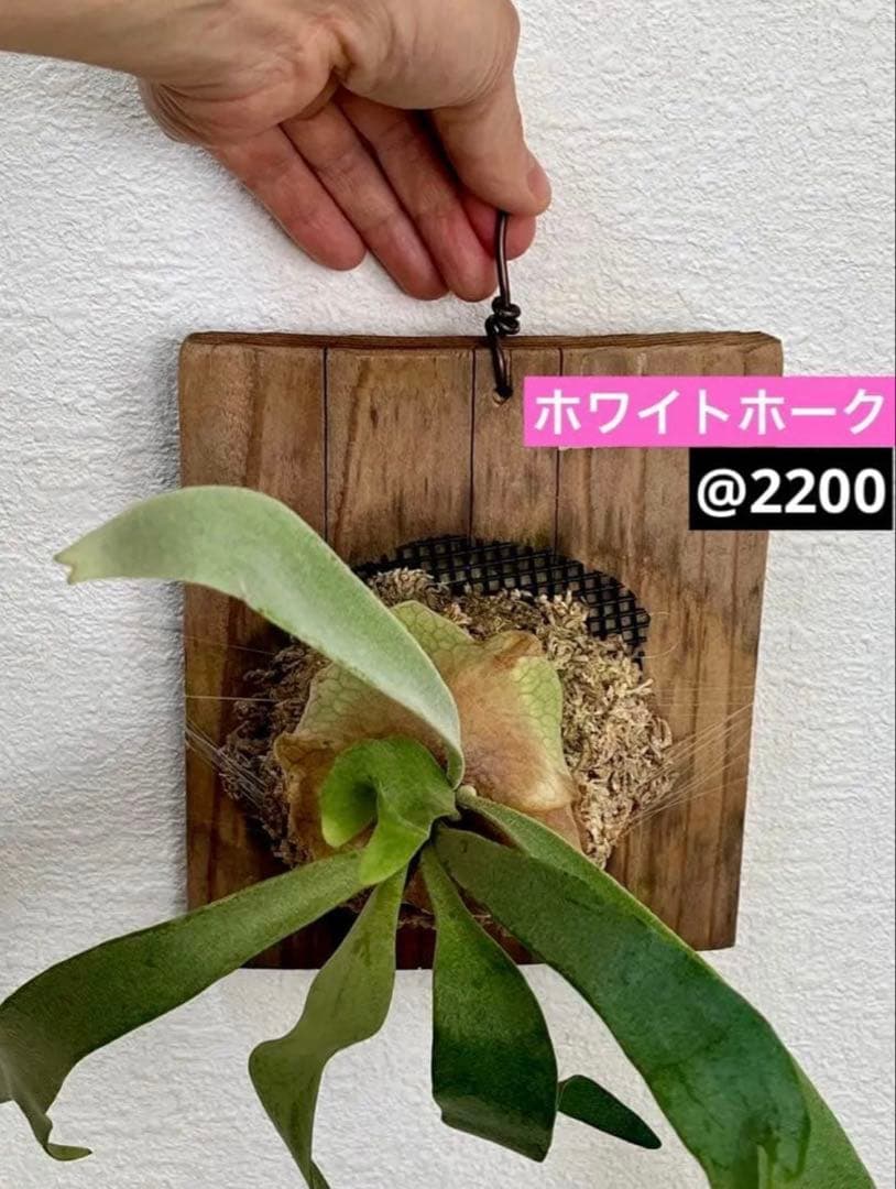 速達かメルカリ便❣️ビカクシダ　3種