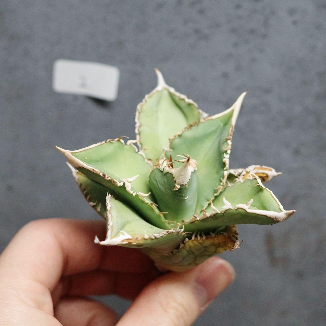 アガベ　チタノタ　オテロイ　大白鯊　ホオジロザメ　コンパクト　2