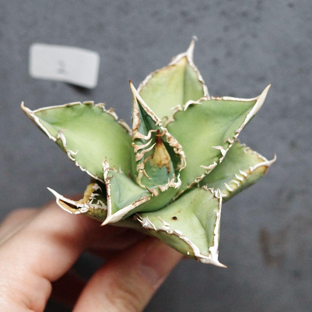 アガベ　チタノタ　オテロイ　大白鯊　ホオジロザメ　コンパクト　2