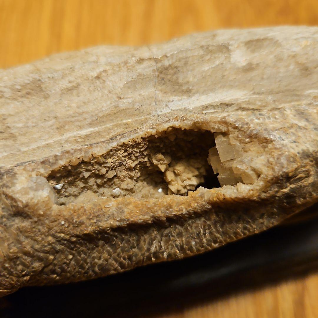 ラコレピス 結晶化の進んだ魚類の化石 台座付き