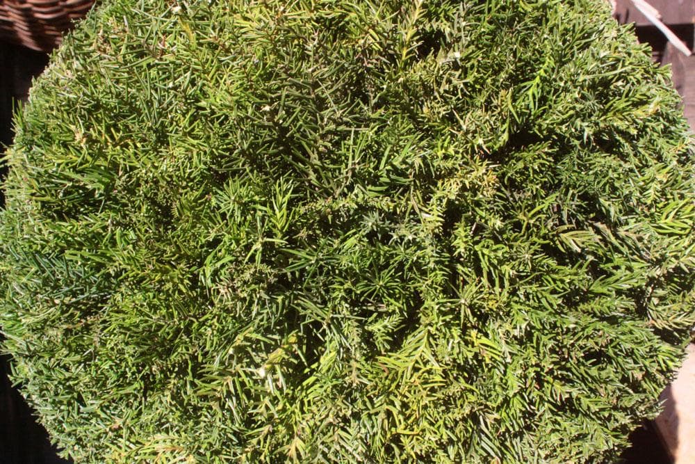 杉玉★直径20cm★酒林★すぎだま★