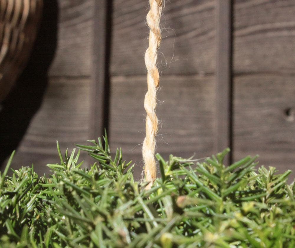 杉玉★直径20cm★酒林★すぎだま★