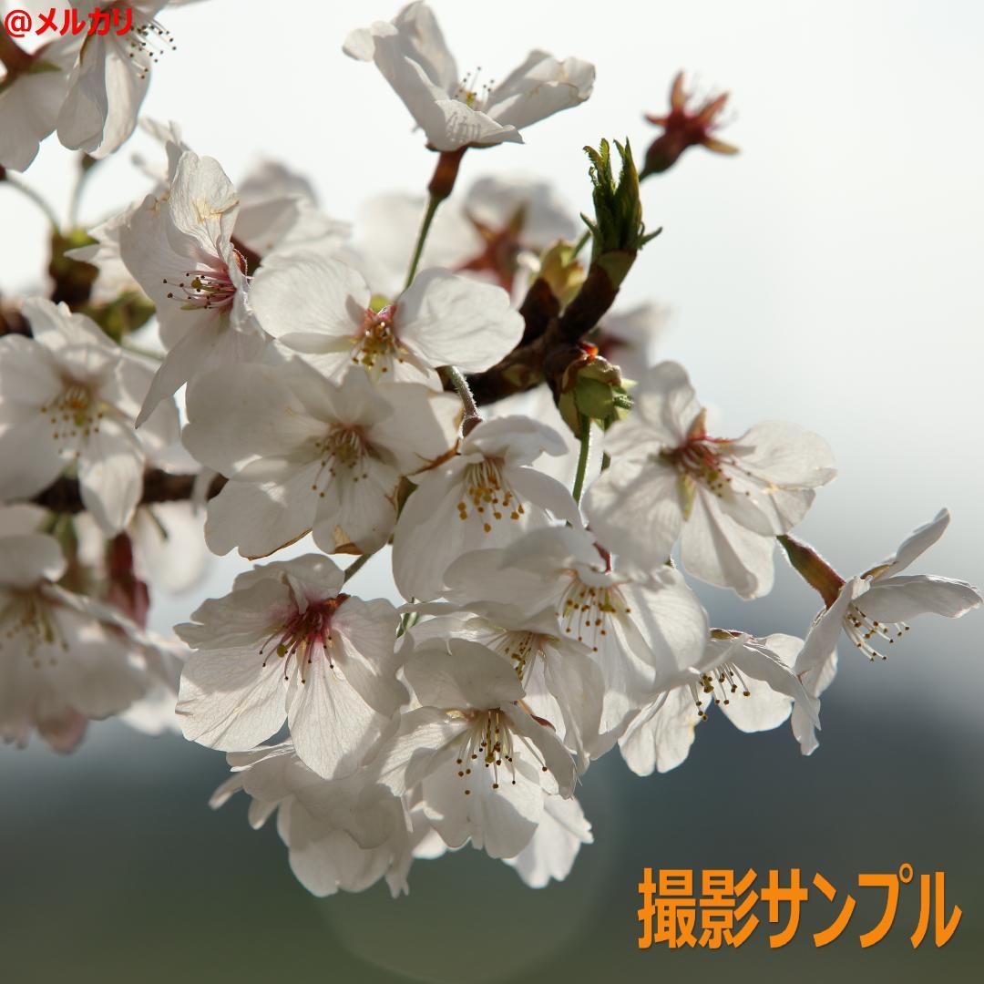 美品 Canon EF70-200mm F2.8L IS II USM キヤノン