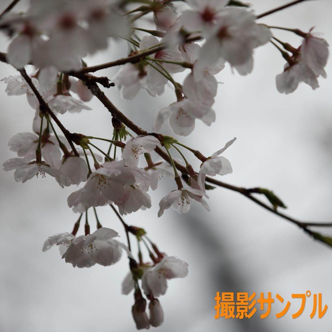 美品 Canon EF70-200mm F2.8L IS II USM キヤノン