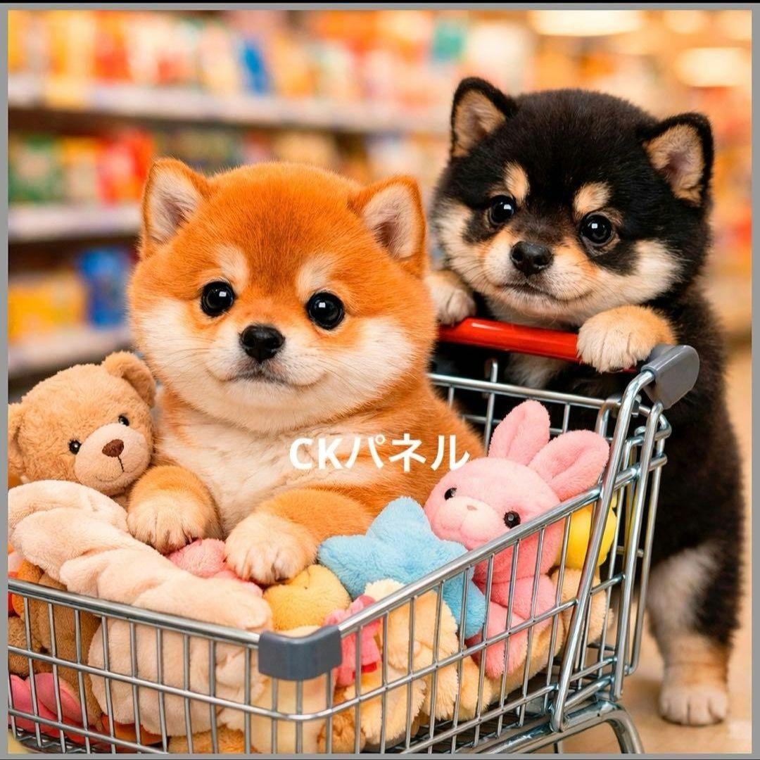 激レアカートに乗るポメラニアン、柴犬、マルチーズ、トイプー、チワワ、パグパネル