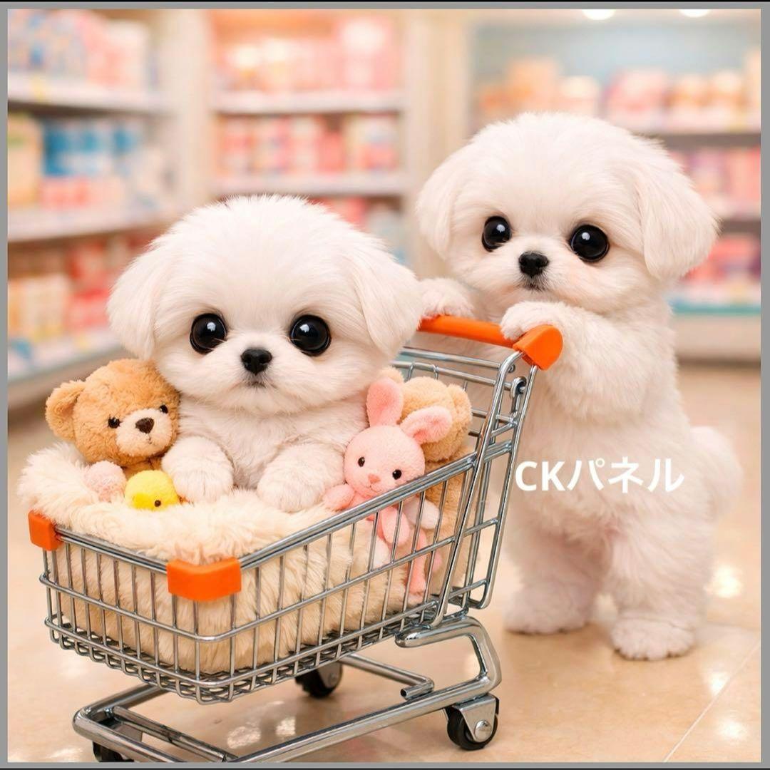 激レアカートに乗るポメラニアン、柴犬、マルチーズ、トイプー、チワワ、パグパネル