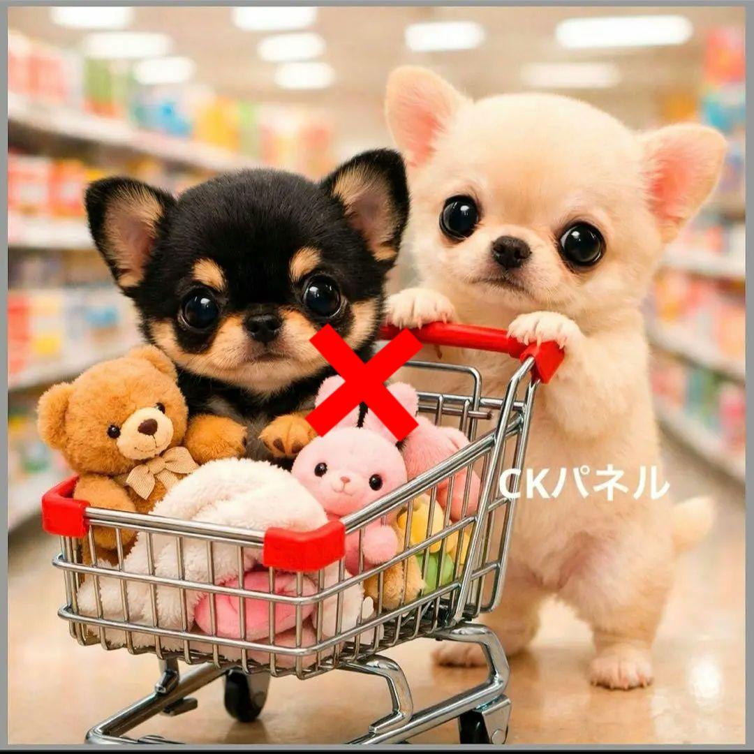 激レアカートに乗るポメラニアン、柴犬、マルチーズ、トイプー、チワワ、パグパネル