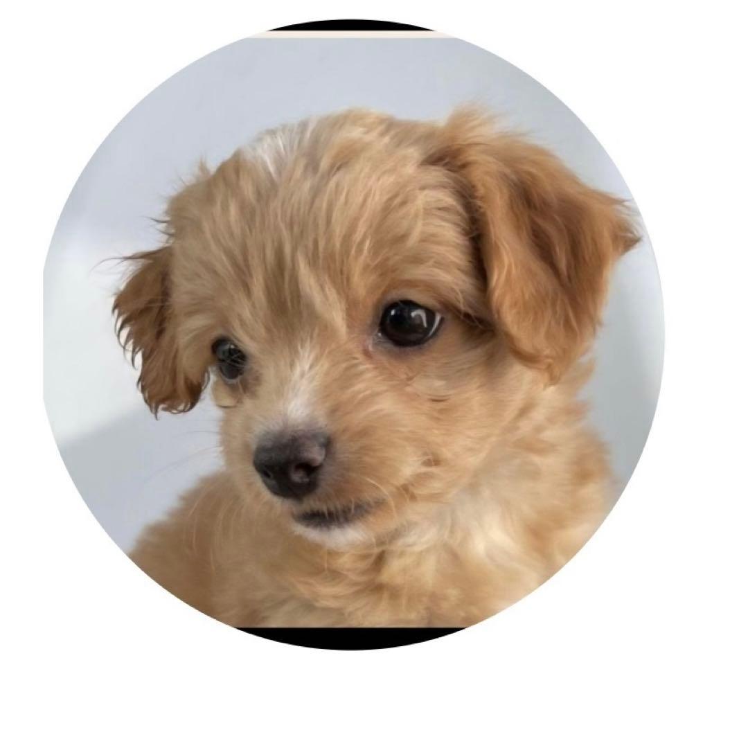 うちの子刺繍 さもこ渡邉様