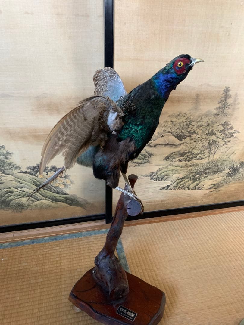 キジの剥製
