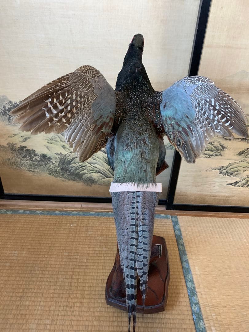 キジの剥製