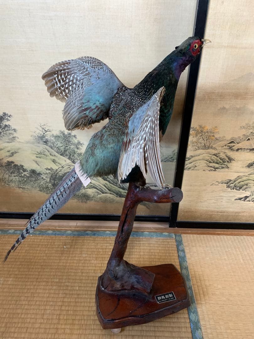 キジの剥製