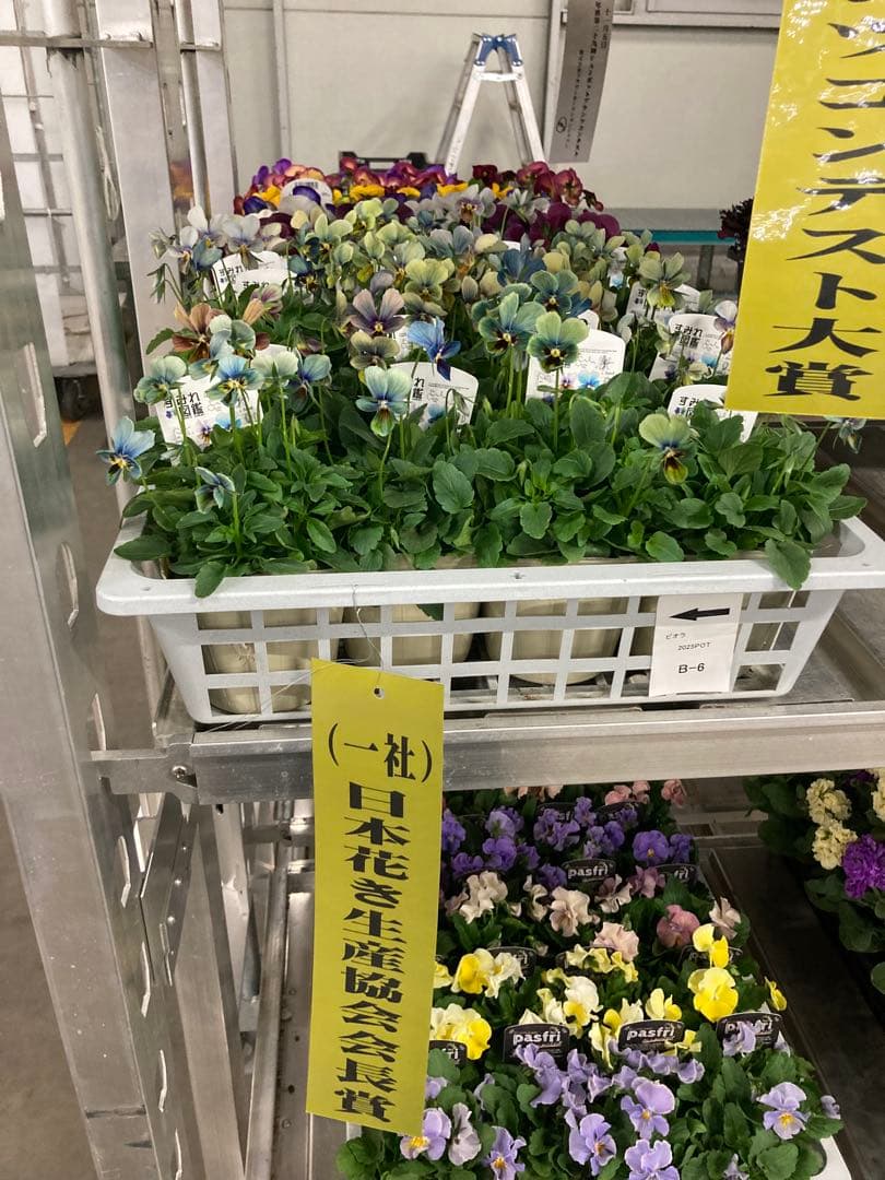 すみれ図鑑　　ビオラ　青緑系