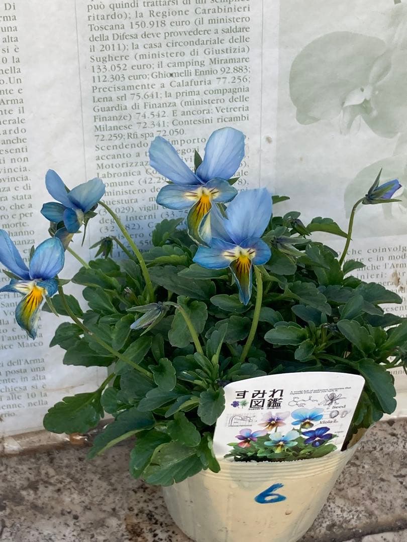 すみれ図鑑　　ビオラ　青緑系