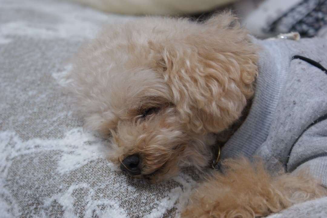 Sony α300 レンズキット 箱あり　動作確認済み ＆ おまけ３つ付き