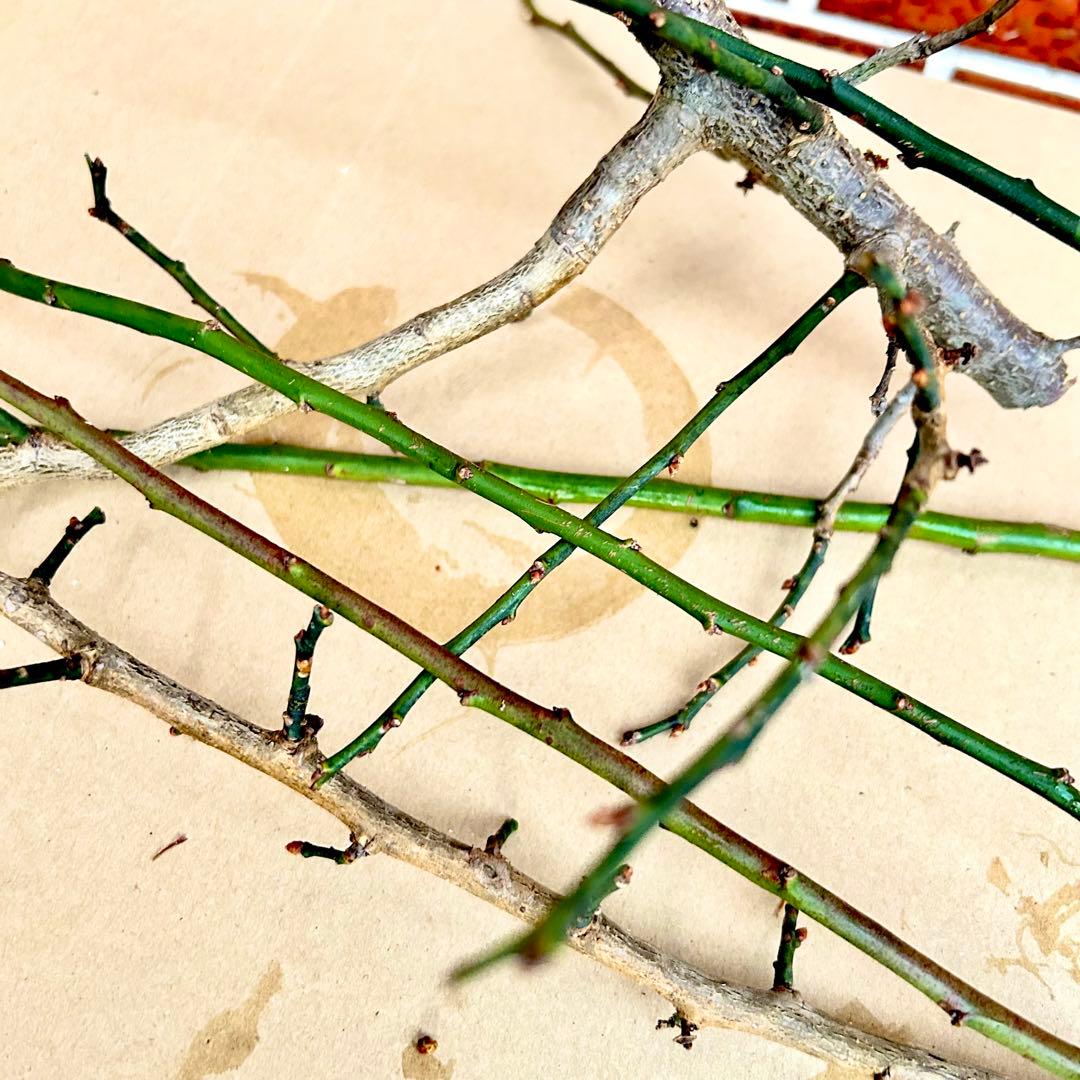 Mammyさま専用 超特大一対 門松 ハンドメイド 自然栽培