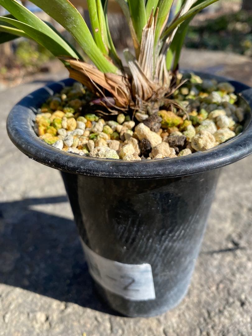 花芽付きキンリョウヘン 日本蜜蜂の蜜蝋サービス