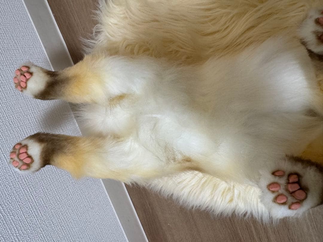 海外作家様作　アートドール　猫　ラグドール