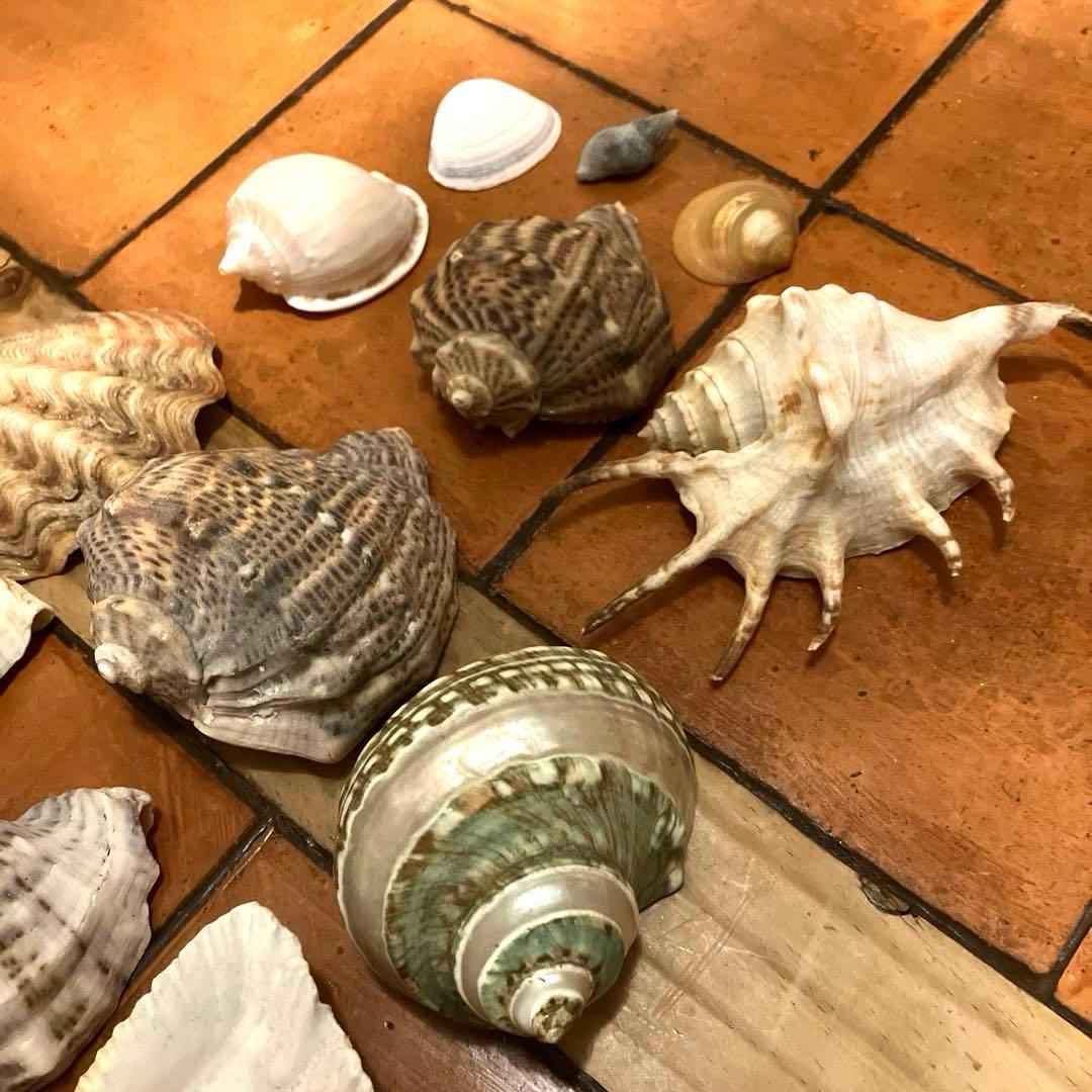 ✨貝殻セット✨　シェル　アソート　インテリア雑貨