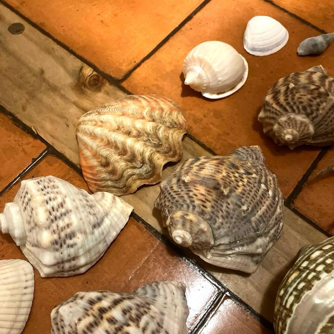 ✨貝殻セット✨　シェル　アソート　インテリア雑貨