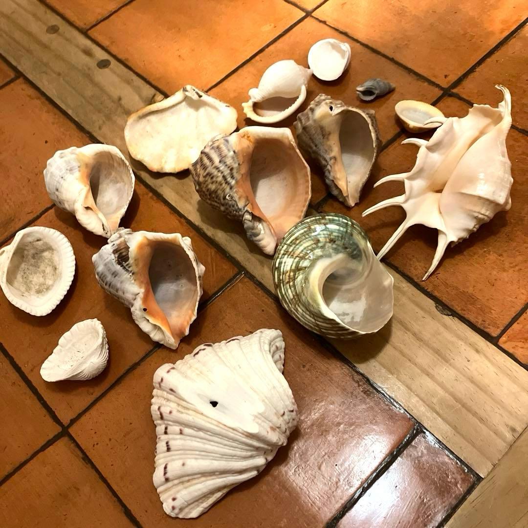 ✨貝殻セット✨　シェル　アソート　インテリア雑貨