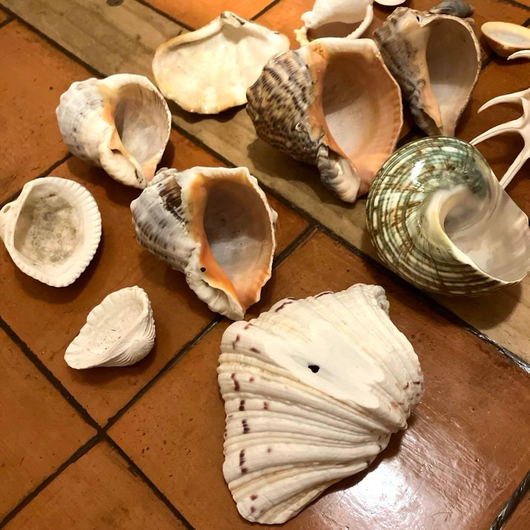✨貝殻セット✨　シェル　アソート　インテリア雑貨