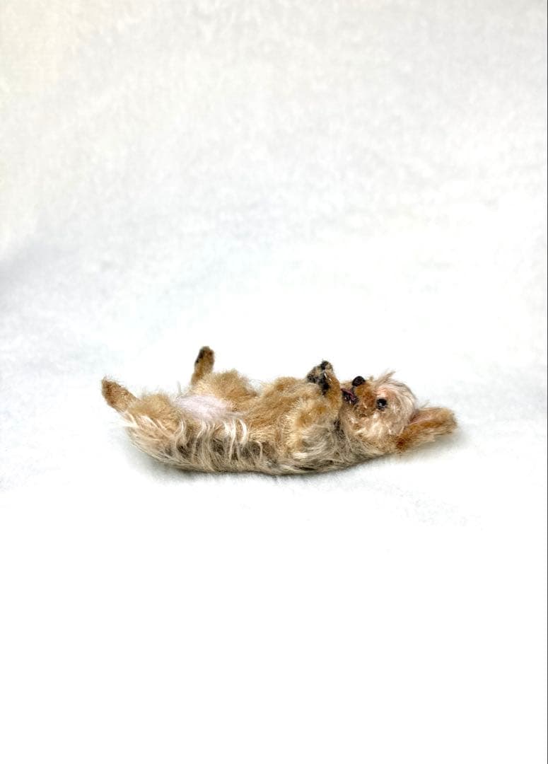 モールアート☆ヨーキー☆へそてん