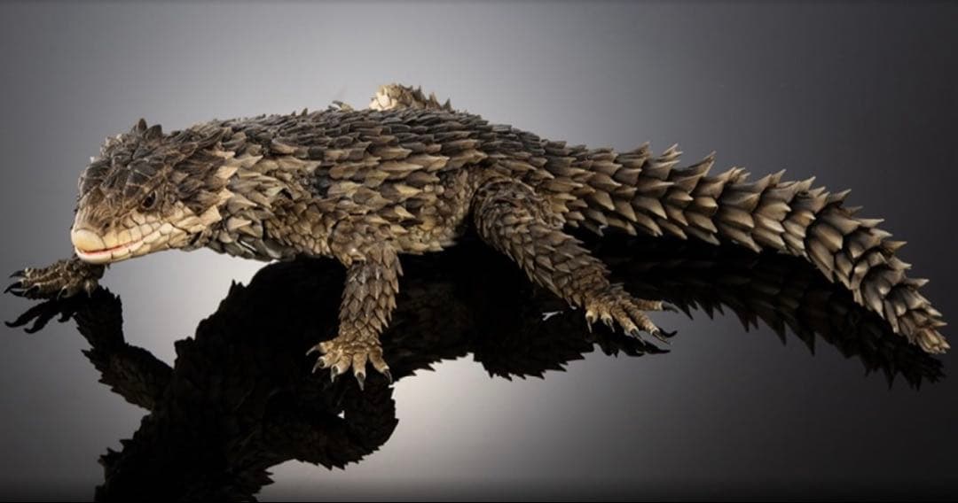 いきもの大図鑑アルティメット　オオヨロイトカゲ 〈輸送箱未開封〉