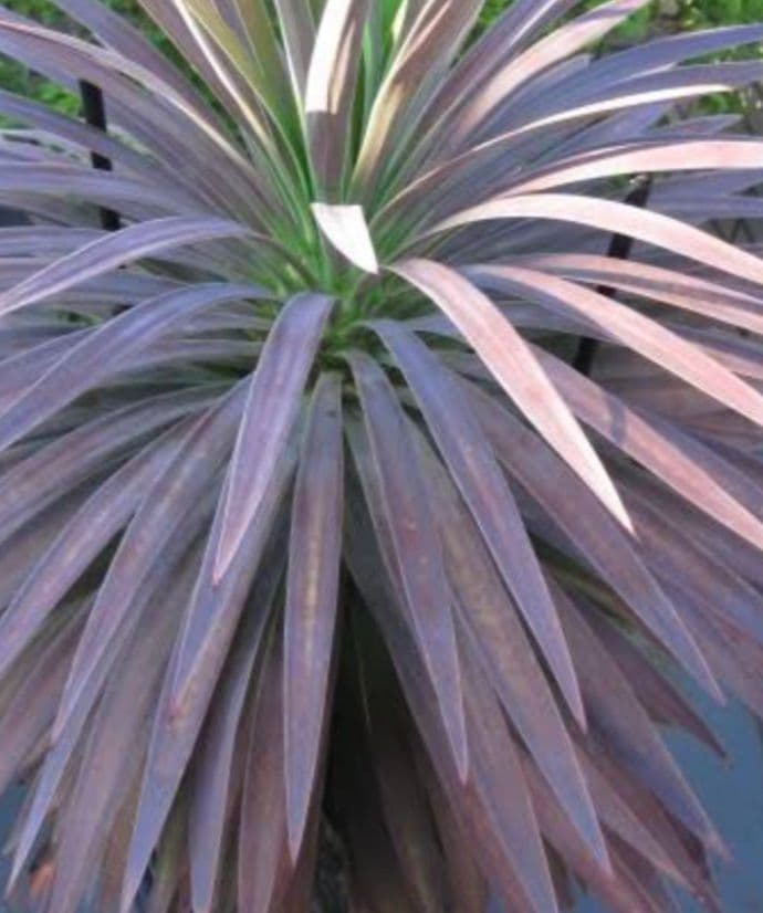 ドライガーデン　ユッカデスメティアーナ　耐寒　地植え