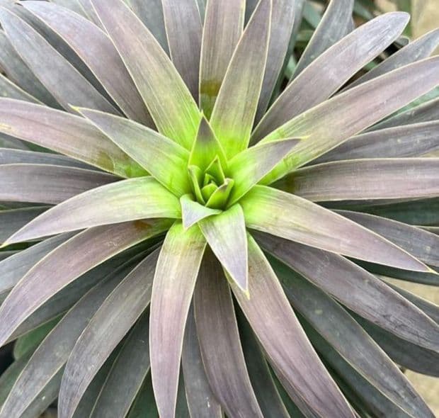 ドライガーデン　ユッカデスメティアーナ　耐寒　地植え