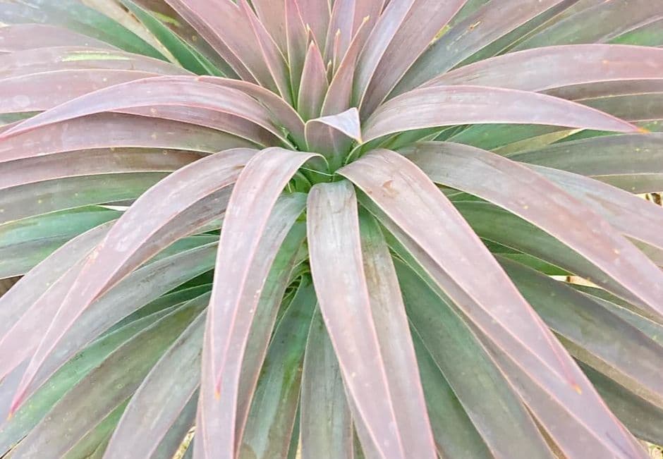 ドライガーデン　ユッカデスメティアーナ　耐寒　地植え