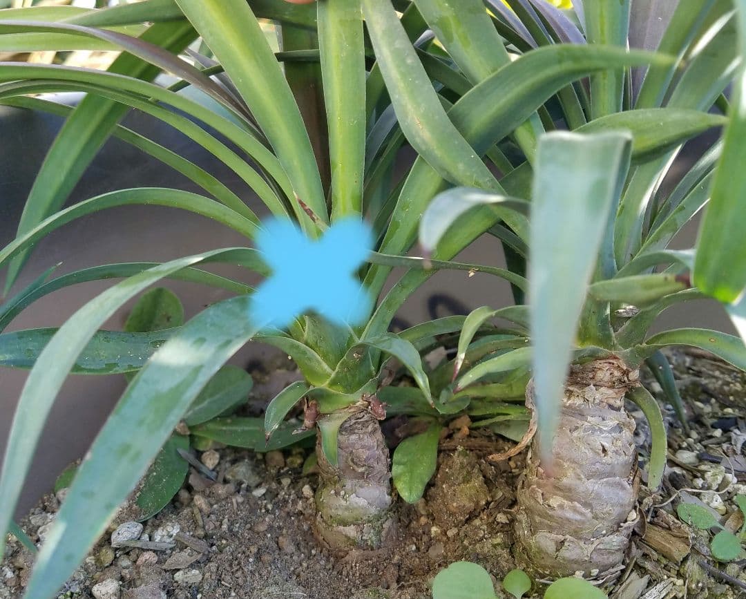 ドライガーデン　ユッカデスメティアーナ　耐寒　地植え