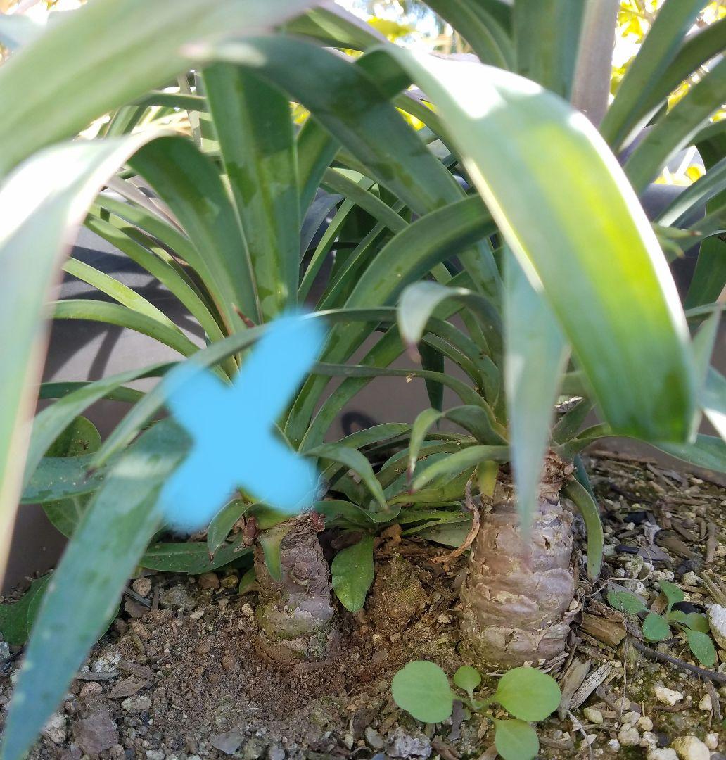 ドライガーデン　ユッカデスメティアーナ　耐寒　地植え