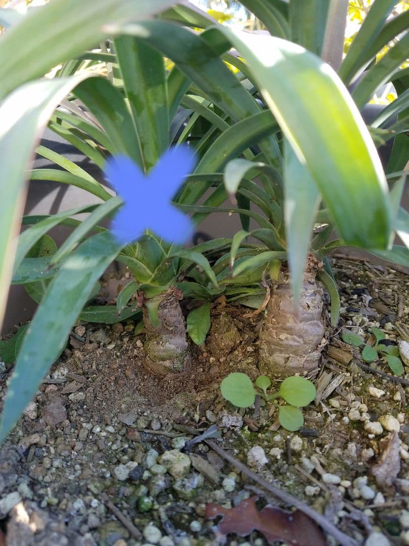 ドライガーデン　ユッカデスメティアーナ　耐寒　地植え