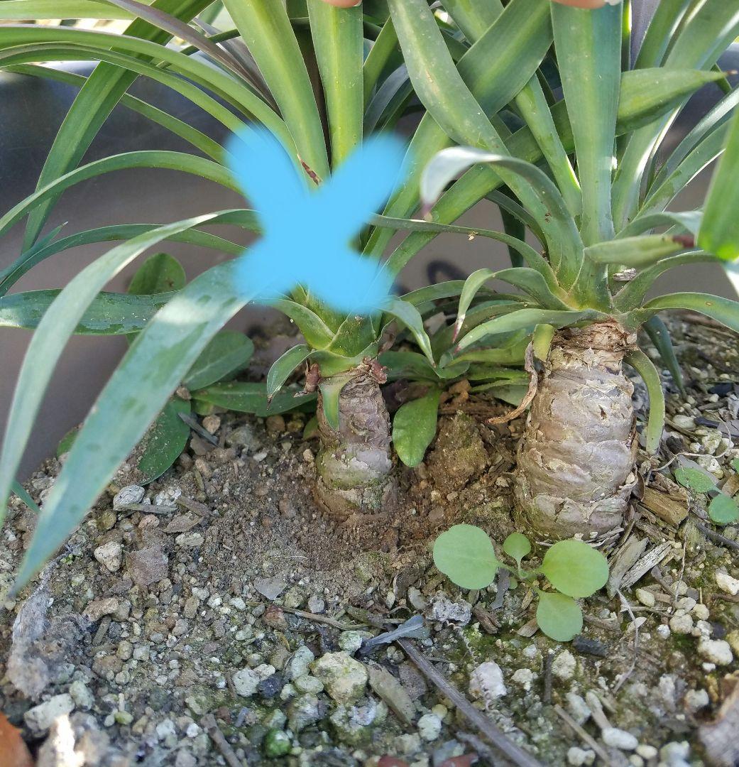 ドライガーデン　ユッカデスメティアーナ　耐寒　地植え