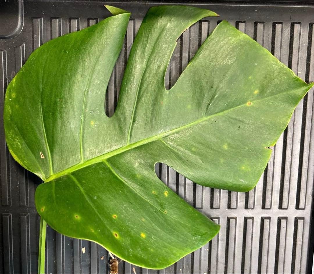 多節❗️気根超長4本❗️ モンステラ　セブブルーミント　ミドルカットc 斑入り