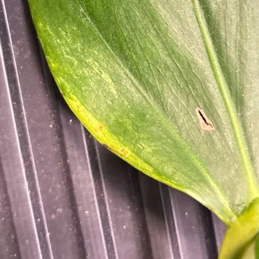 多節❗️気根超長4本❗️ モンステラ　セブブルーミント　ミドルカットc 斑入り