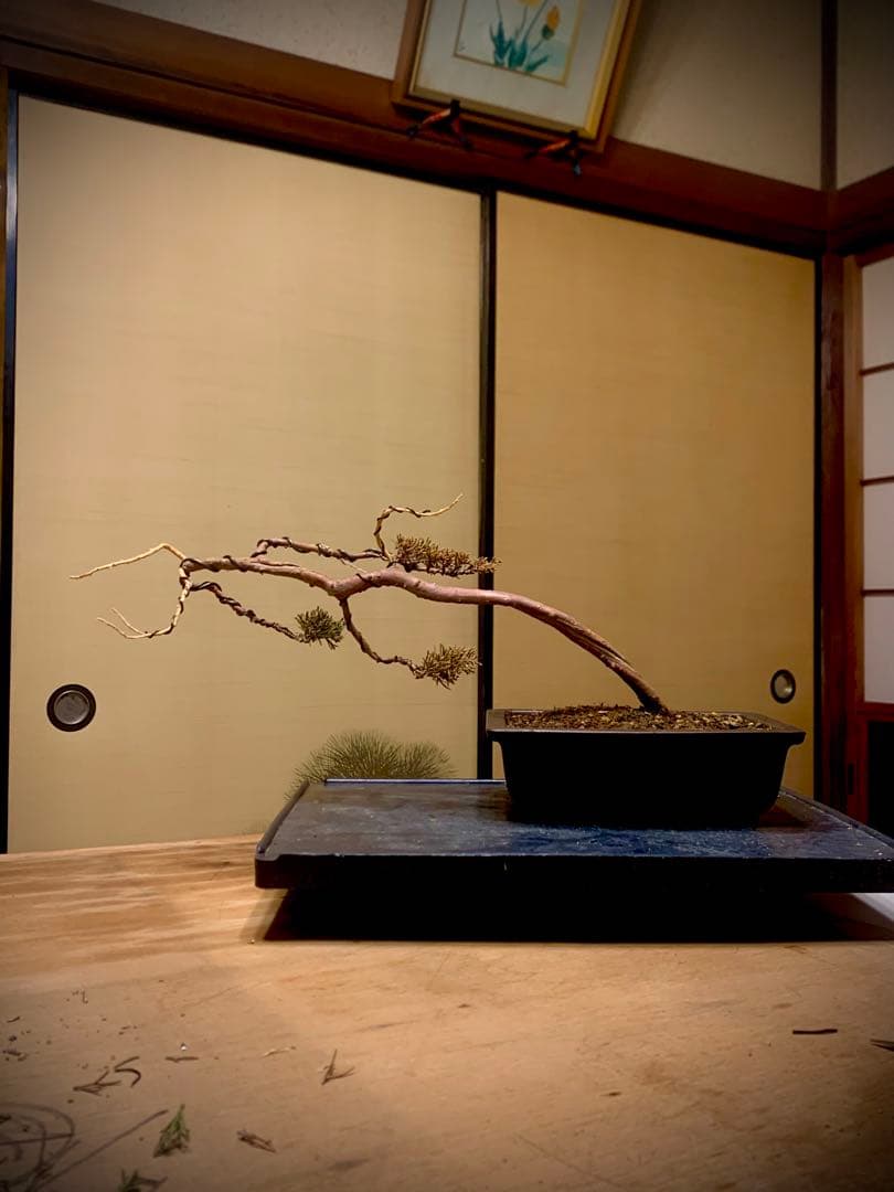 唯一無二　文人糸魚川真柏（検索/模様木捻転赤松五葉松懸崖シャリジン黒松盆栽）