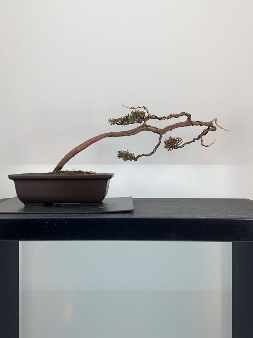 唯一無二　文人糸魚川真柏（検索/模様木捻転赤松五葉松懸崖シャリジン黒松盆栽）