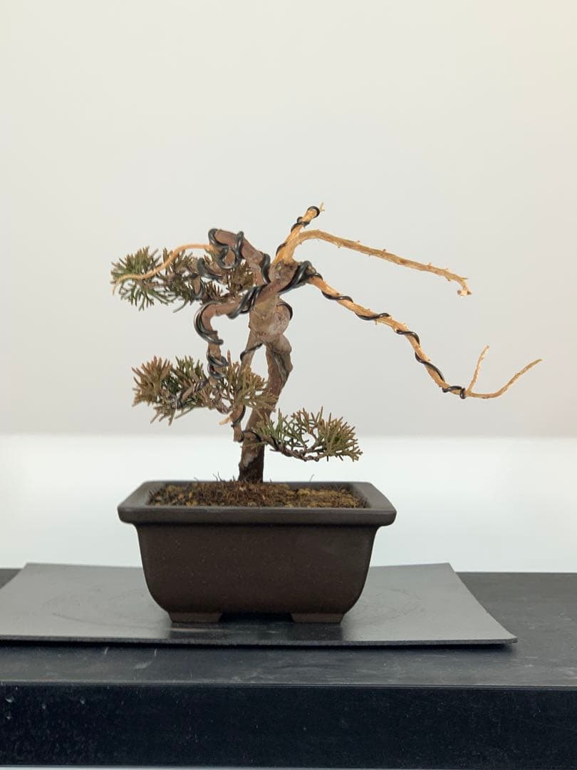 唯一無二　文人糸魚川真柏（検索/模様木捻転赤松五葉松懸崖シャリジン黒松盆栽）