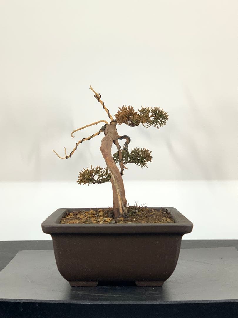 唯一無二　文人糸魚川真柏（検索/模様木捻転赤松五葉松懸崖シャリジン黒松盆栽）