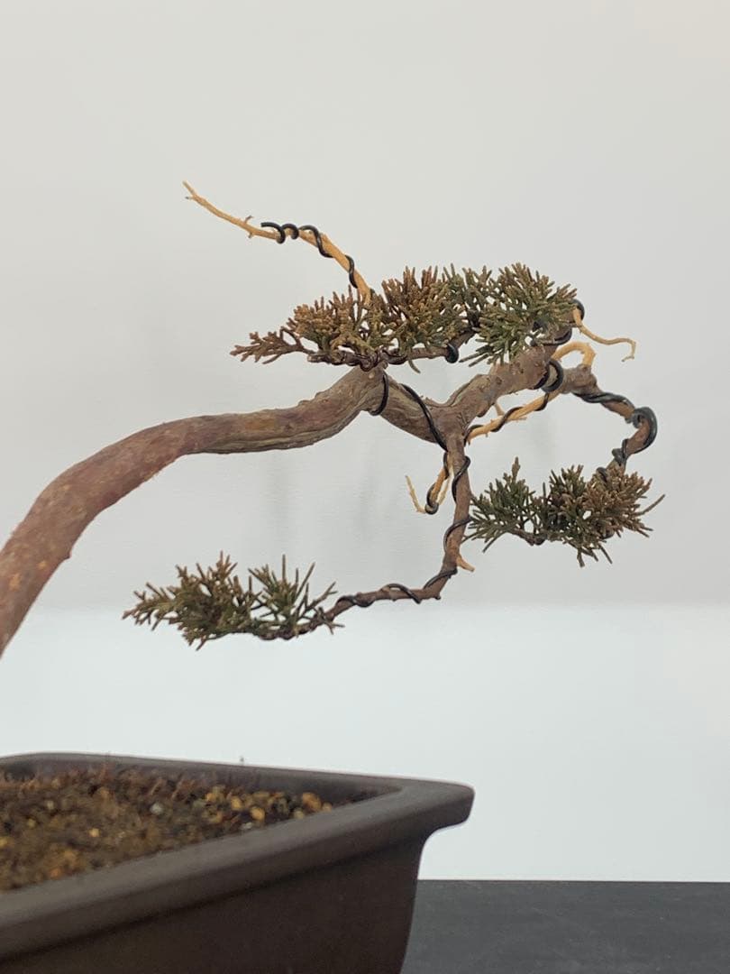 唯一無二　文人糸魚川真柏（検索/模様木捻転赤松五葉松懸崖シャリジン黒松盆栽）